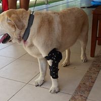 Custom made dog leg brace