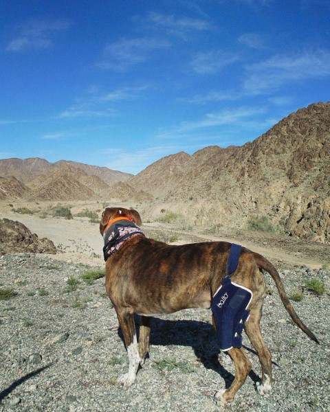 Dog Knee Brace Balto Mountains