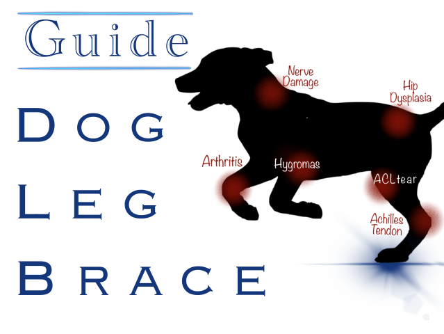 Understand Dog Leg Brace, Splint, And Support. A guide for pet owners ...