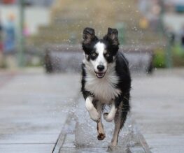 border-collie